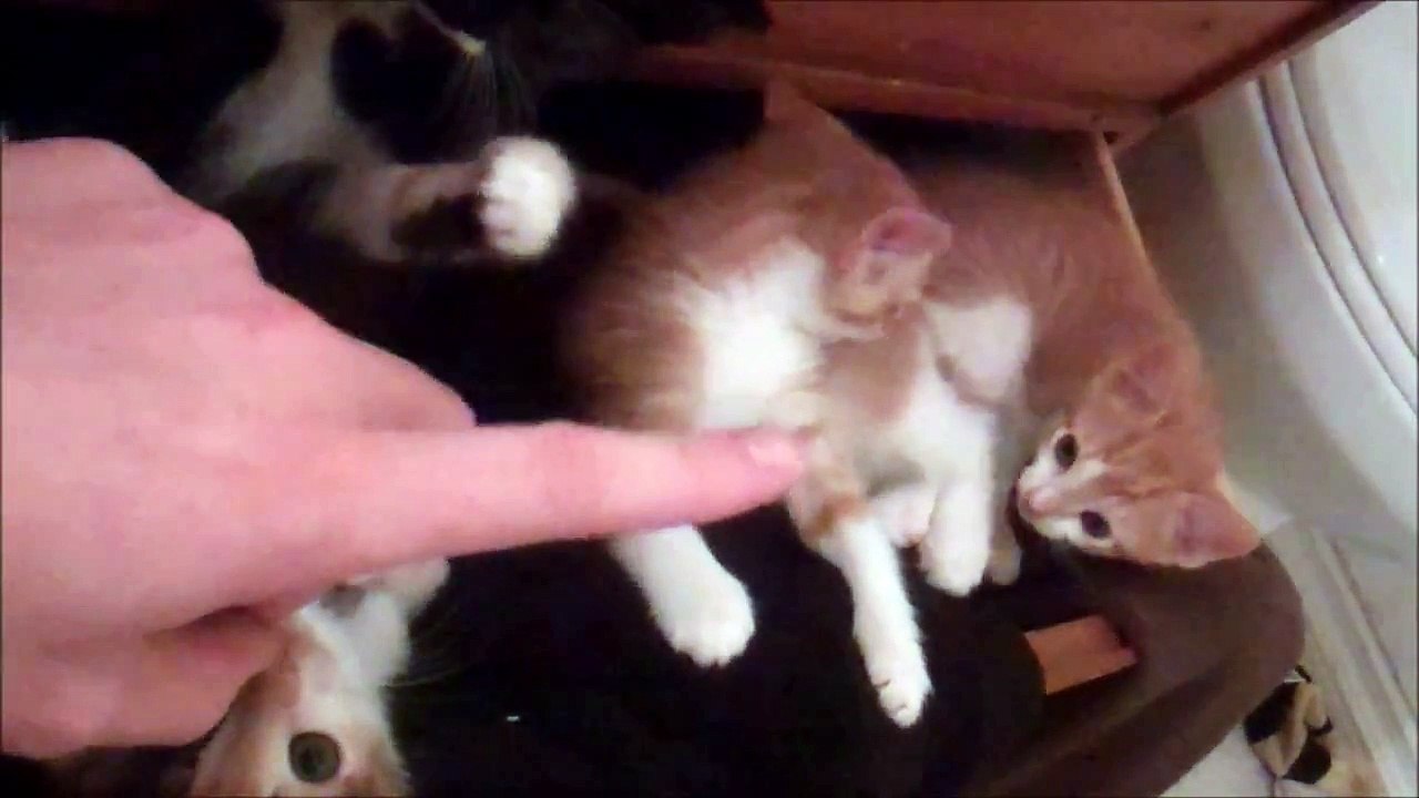 Kittens In A Drawer