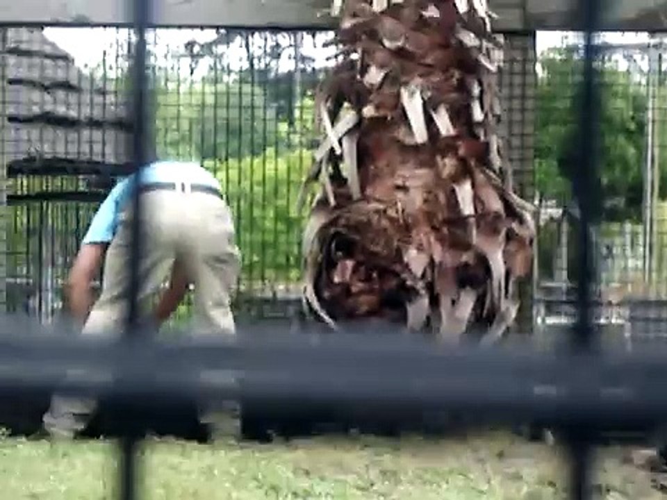 Crocodile Eats Rabbit