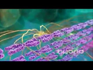 The Stages of Mitosis