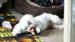 Freddie the Bichon pup playing with a sock