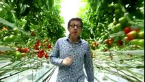 Tomates : pourquoi et comment les cultive-t-on sous serre ?