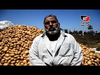 «البطاطس المصري» بنصف الثمن