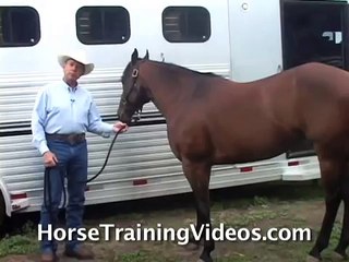 How To Catch, Halter And Tie A Horse