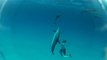 Pêche au harpon et nage avec les dauphins : vacances parfaites aux Bahamas
