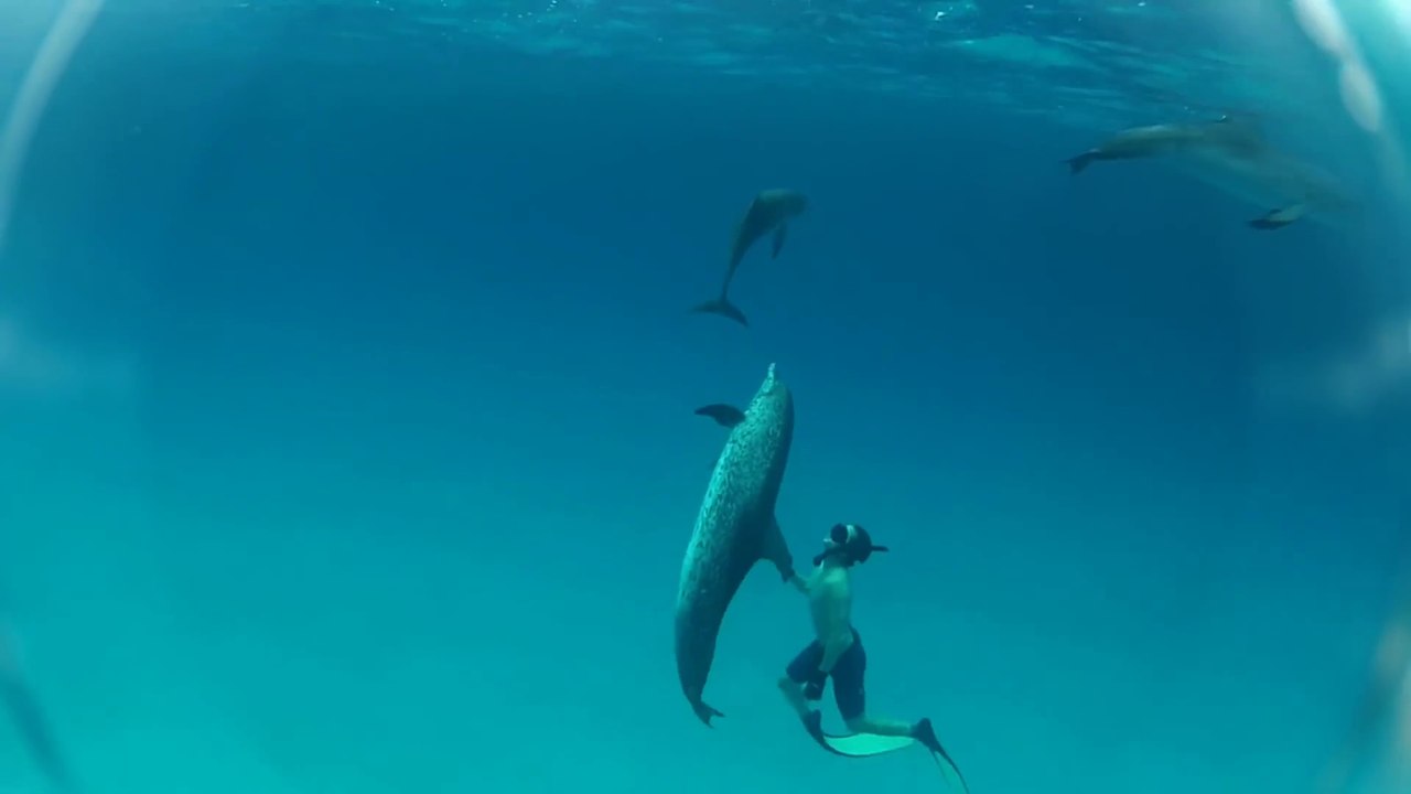 Pêche au harpon et nage avec les dauphins : vacances parfaites aux Bahamas
