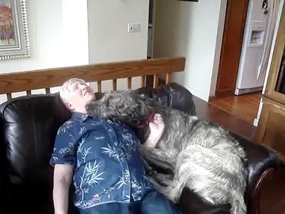 Irish Wolfhound Pups - Visit from Grandma