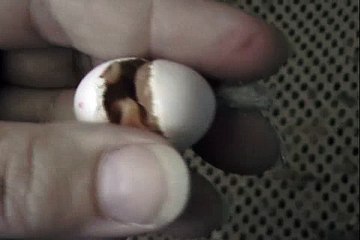 Little Hatchling Up Close