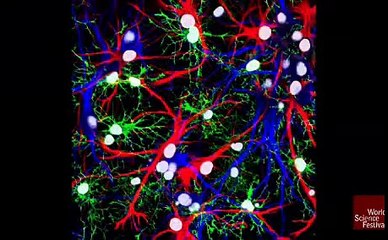 'Genius Cells' in the Brain?