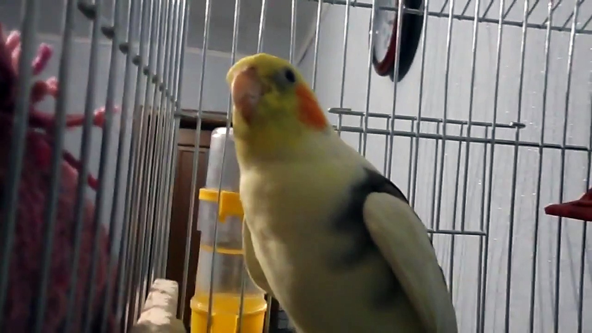 ⁣Попугай корелла поет. Пение кореллы Тимошки. Cockatiel sings