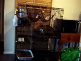 Cat in a ferret cage
