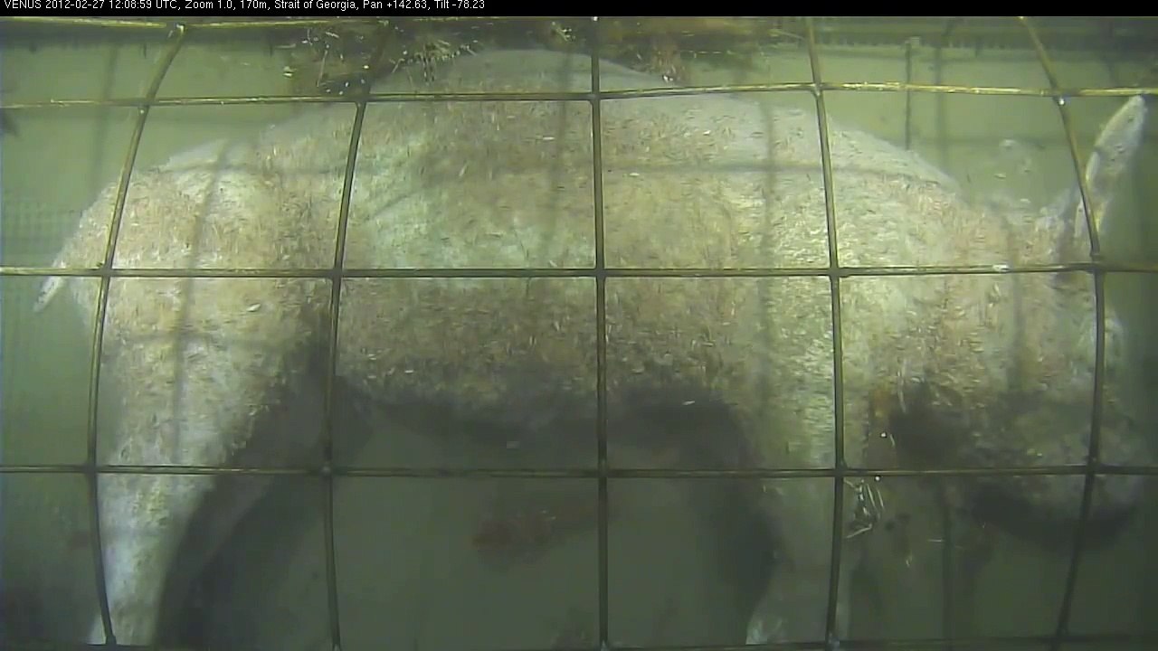Caged pig. Forensic experiment in the ocean.
