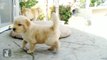 Golden Retriever Puppy Attacks Camera