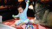 Siberian Husky Fights With Baby for Toy!