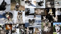 Dog Sledding with our Kicksled Shiloh and Shelby Siberian Husky Sled Dogs  Arctic Adventure