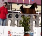 Abha Midas. Campeón Nacional de Sementales de caballos de Pura Raza árabe 2008