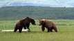 Battle Of The Giant Alaskan Grizzlies, grizzly vs grizzly, alaska