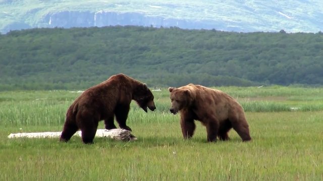 Battle Of The Giant Alaskan Grizzlies, grizzly vs grizzly, alaska