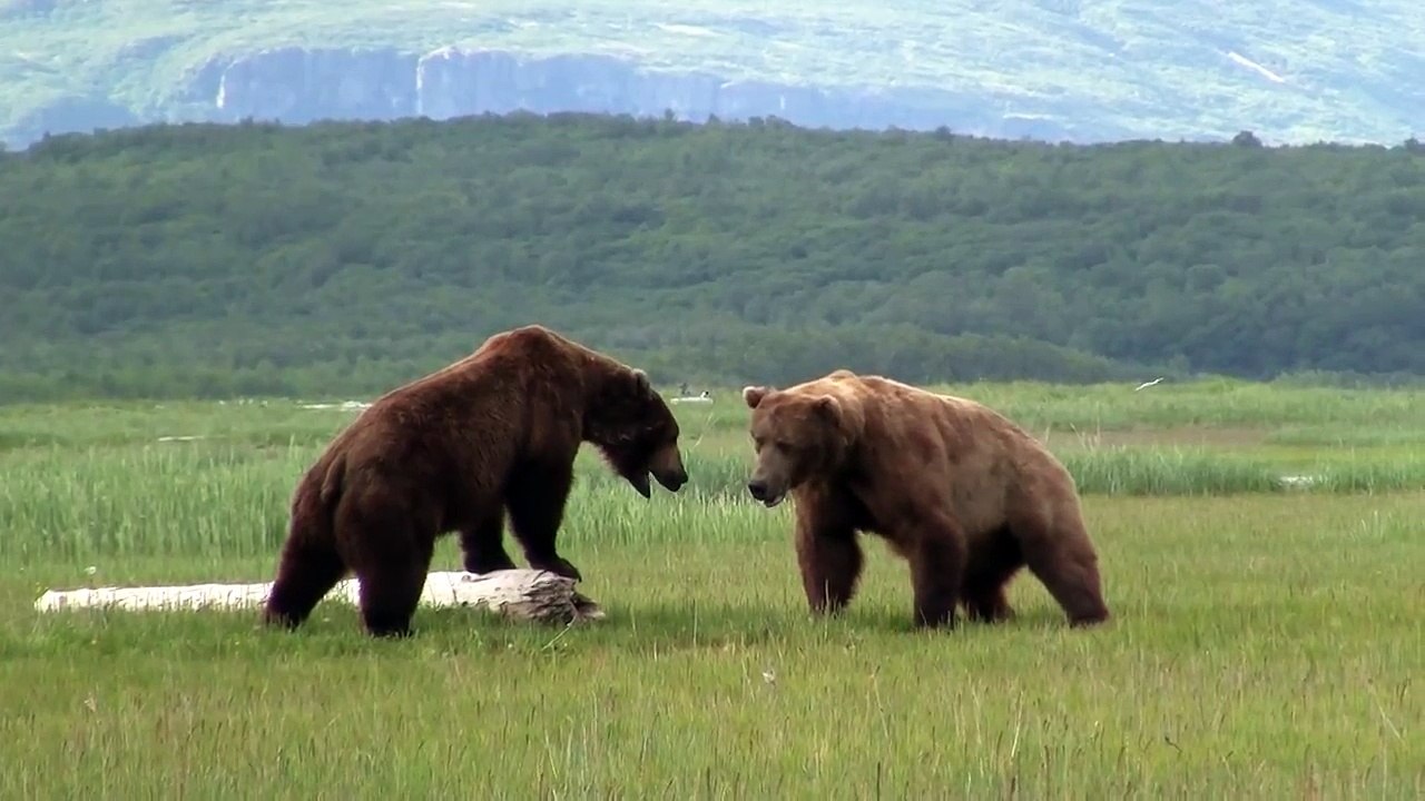 Battle Of The Giant Alaskan Grizzlies, grizzly vs grizzly, alaska