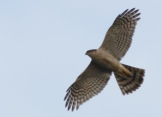 KARGA İLE ATMACA ÖLÜMCÜL MÜCADELE