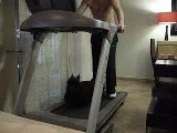 Sottish terrier running on treadmill