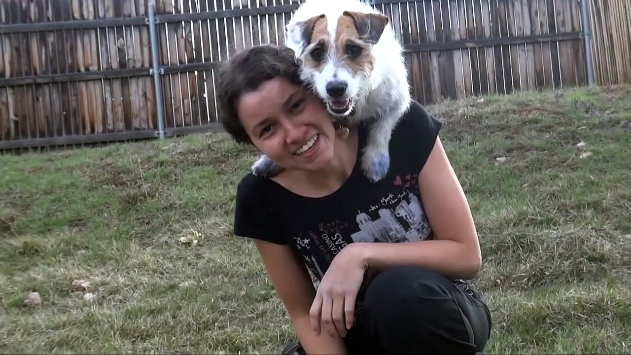 Somersault Dog Just Jesse the Jack Russell