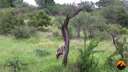 Wild Dogs Versus Baboons - 2 December 2012 - Latest Sightings