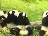 Pandas Drinking Milk From Baby Bottles
