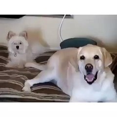 Como mantener a dos perros entretenidos al mismo tiempo