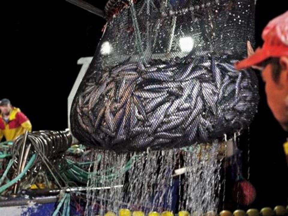 La sardine de Douarnenez