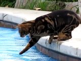 Katze will über wasser laufen    lustig