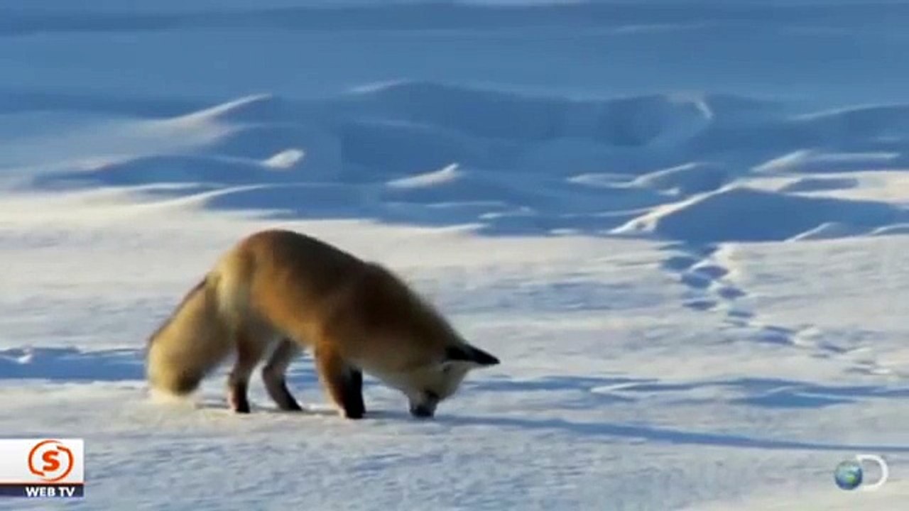 Gerçekten müthiş bir avlanma tekniği!