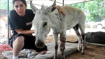 Abused Indian Donkey Rescued