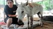 Abused Indian Donkey Rescued