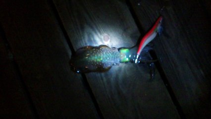 squid fishing egypt