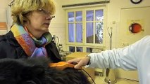 Tierarztpraxis Dr Eckert - Untersuchung eines Hundes