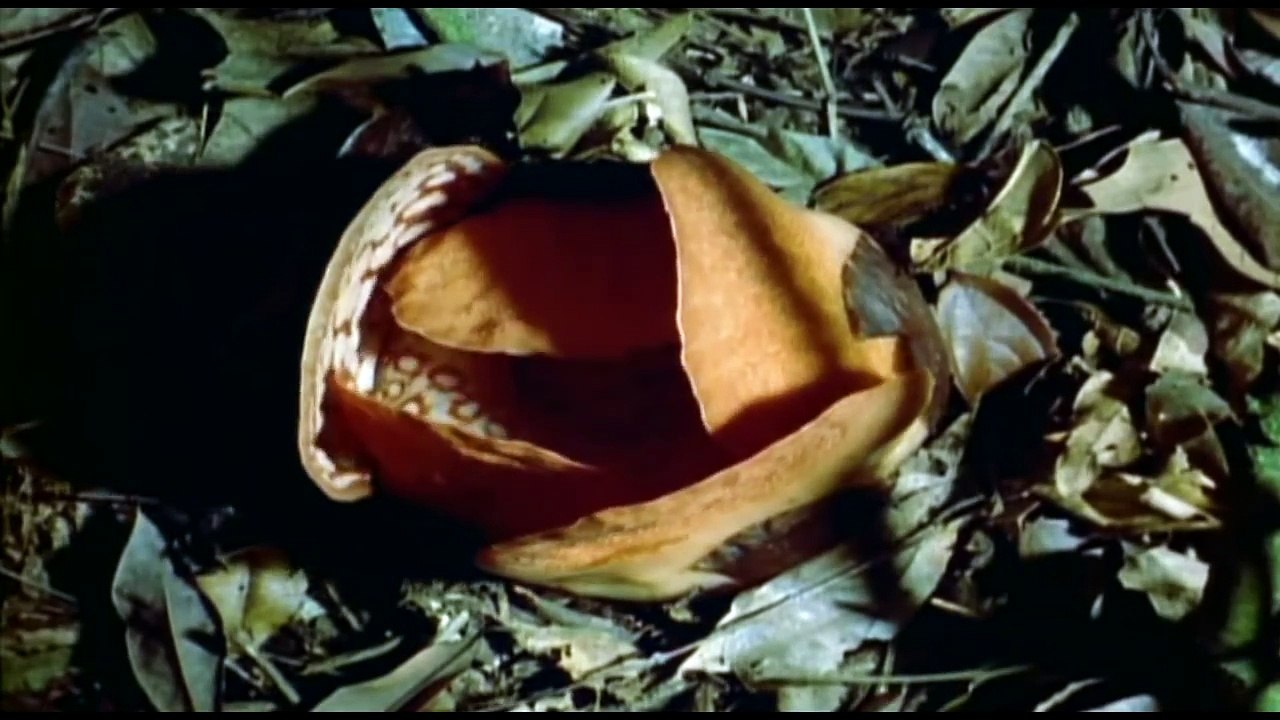 BBC - Wild Indonesia