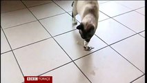 Hayvan barınağının hırsız kedisi