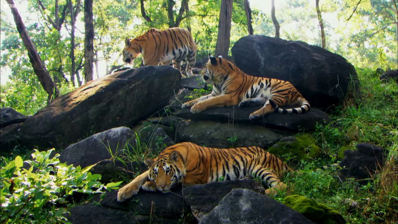 Growing Up in the Tiger Family - David Attenborough - Tiger - Spy in the Jungle - BBC
