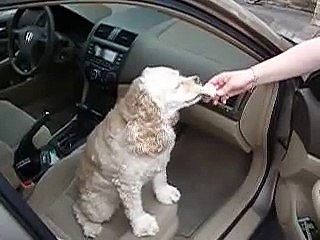 Dog eating ice cream