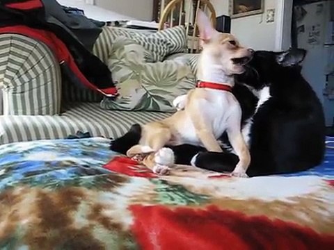 funny cat licks dog.