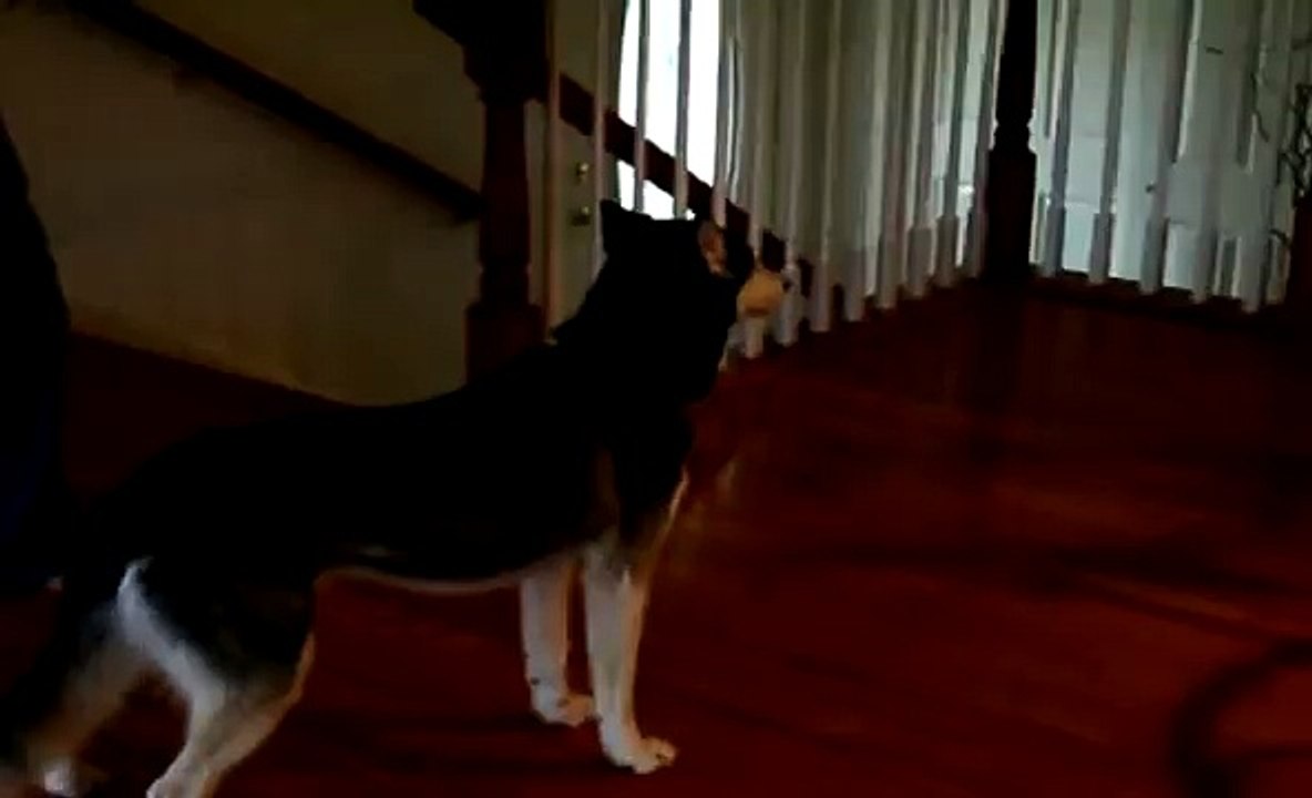 Mishka are you stupid? "NOOOOOOOOOO!" - Husky Dog Talking