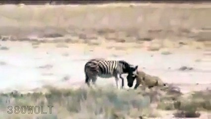 Zebra survives lioness attack.