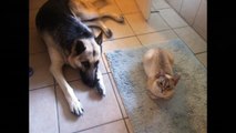 German Shepherd Jet and Emilia the cat Amazing friendship