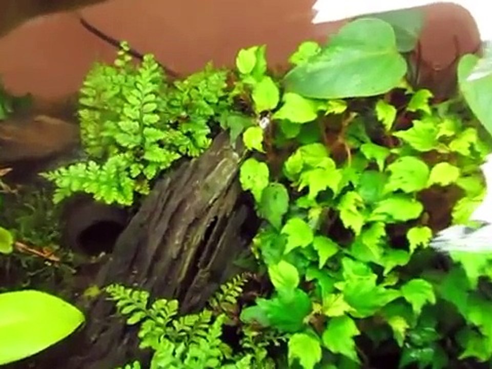 Frog Room Tour