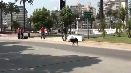 Real Pelea en viña del mar Huaso flaite Kung lao defiende al waton Salinas