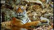 Cute cubs and population tracking - Tigers - BBC Earth