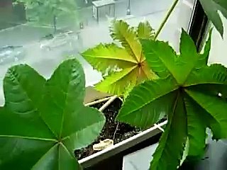 The castor bean plant, Ricinus communis, easy growing