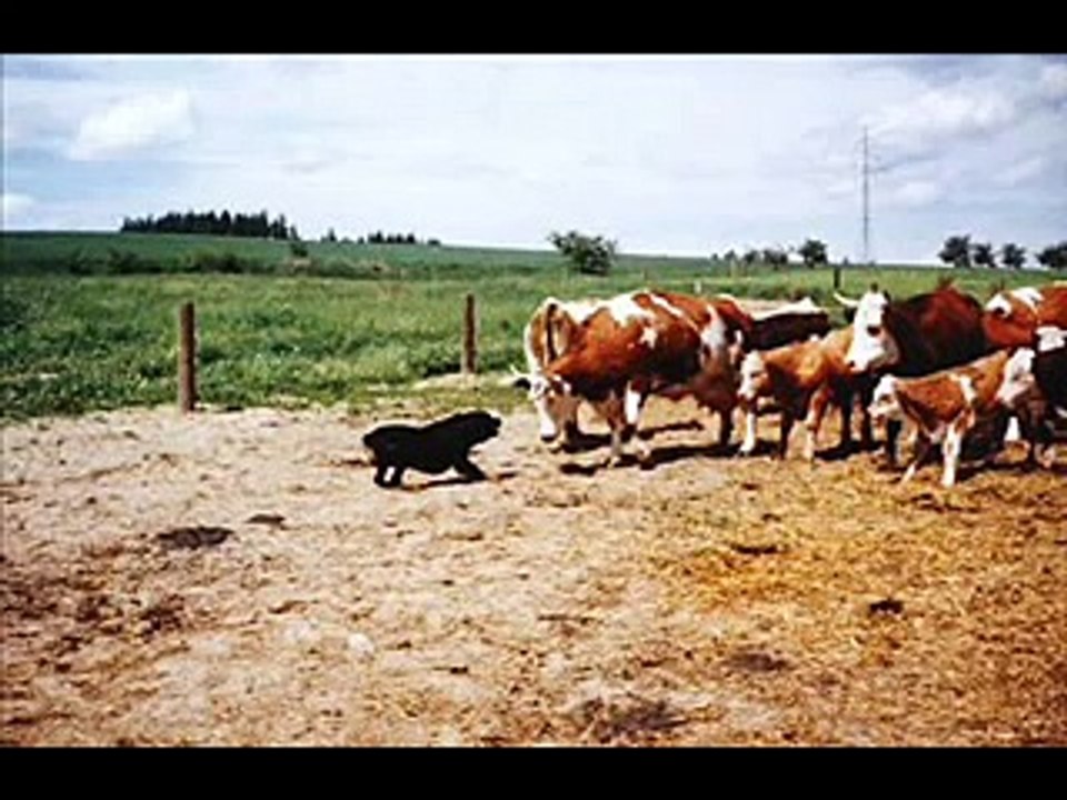 Rottweiler Video.