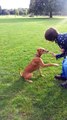 RSPCA Video - Abandoned puppy Jupiter in his new home