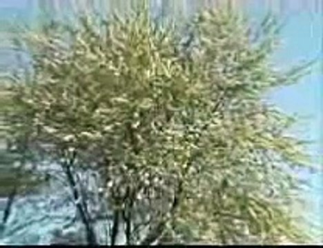 Весь мир говорит об этом видео!